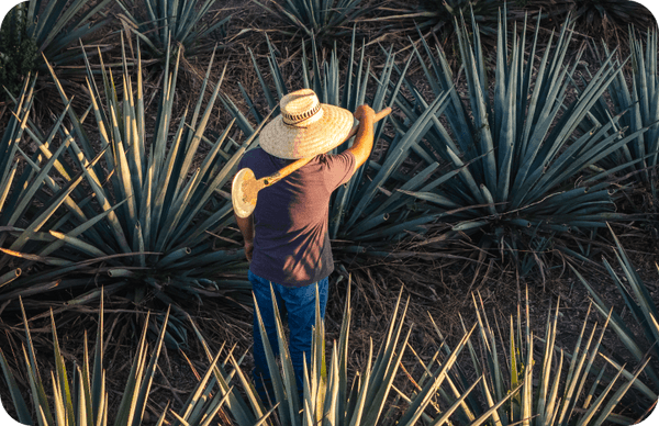 What Makes a Tequila Premium?