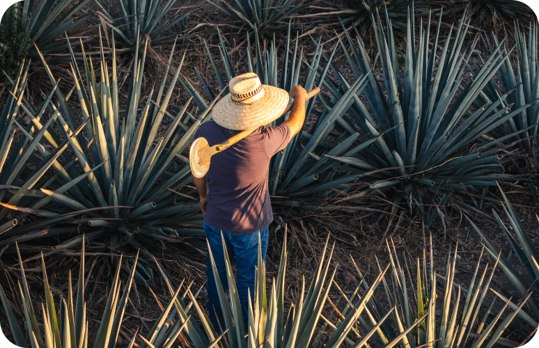 What Makes a Tequila Premium?